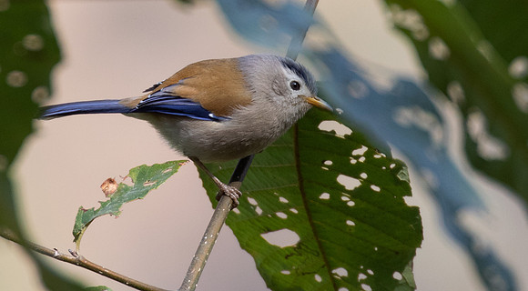 Blue-winged Minla (Actinodura cyanouroptera)