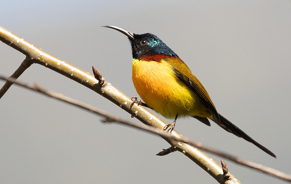 Green-tailed Sunbird (Aethopyga nipalensis)