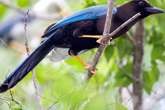 Yucatan Jay (Cyanocorax yucatanicus)