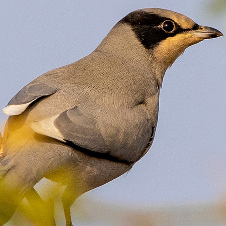 3Q2A6972 thumb