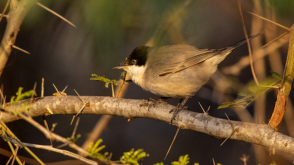 Eastern Orphean Warbler (Sylvia crassirostris)