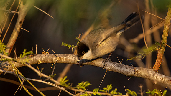 Eastern Orphean Warbler (Sylvia crassirostris)