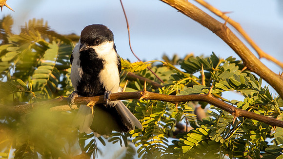 White-naped Tit (Machlolophus nuchalis)