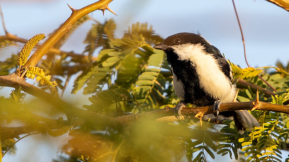 White-naped Tit (Machlolophus nuchalis)