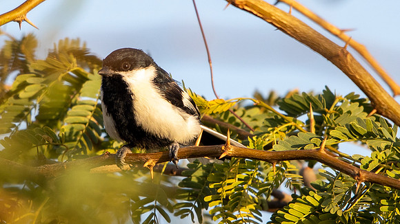 White-naped Tit (Machlolophus nuchalis)
