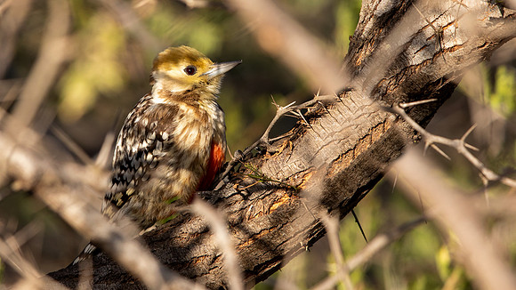 Yellow-crowned Woodpecker (Leiopicus mahrattensis)