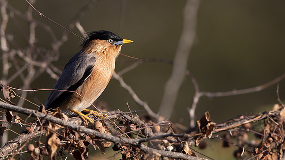 Brahminy Starling (Sturnia pagodarum)