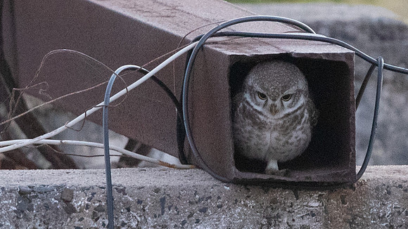 Spotted Owlet (Athene brama)