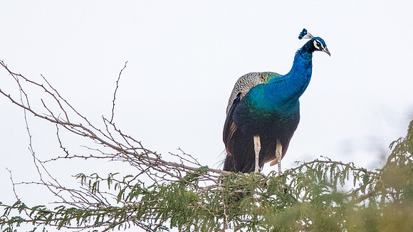 Indian Peafowl (Pavo cristatus)