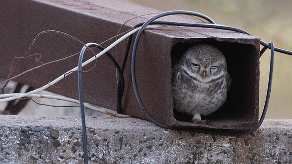 Spotted Owlet (Athene brama)