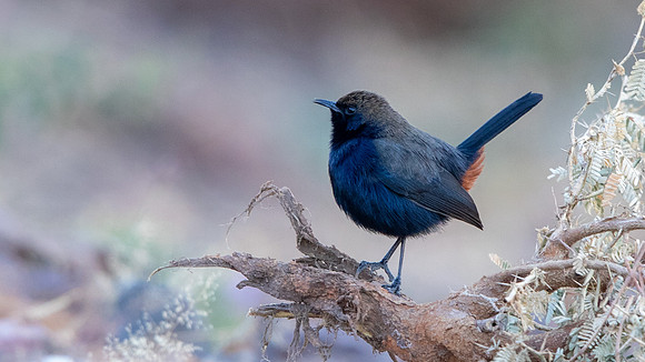 Indian Robin (Copsychus fulicatus)