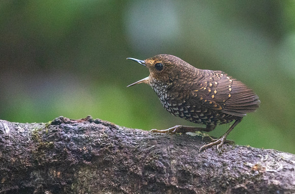 Pygmy cupwing (Pnoepyga pusilla)