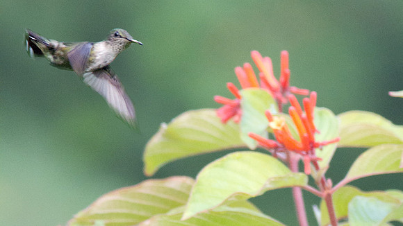 Vervain Hummingbird (Mellisuga minim)