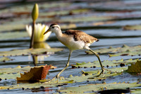 Northern Jacana (Jacana spinosa) Juvenile