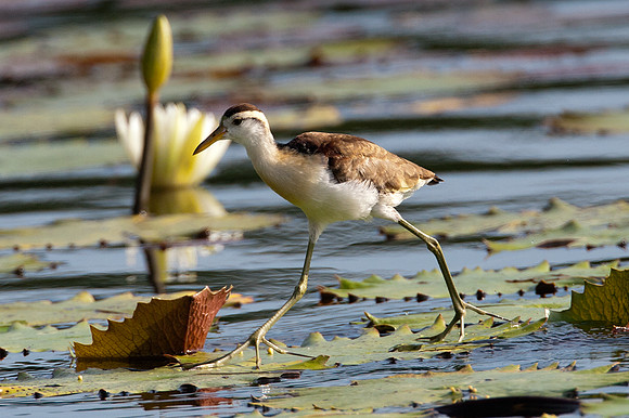 Northern Jacana (Jacana spinosa) Juvenile