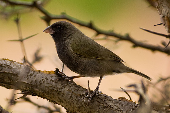 Black-faced Grassquit (Tiaris bicolor)