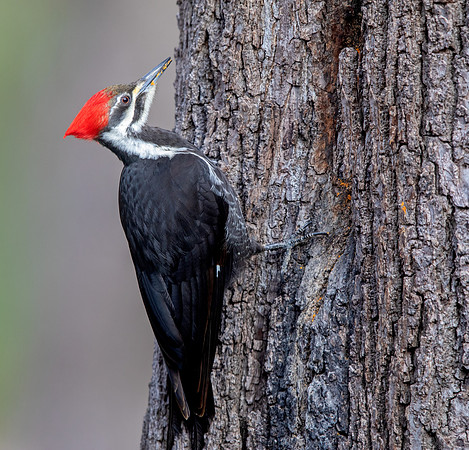 Pileated woodpecker (Dryocopus pileatus) Female
