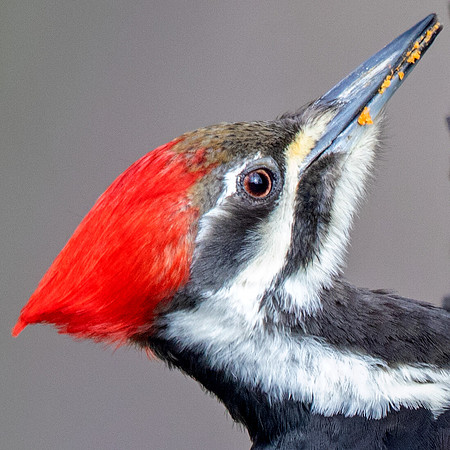 Pileated woodpecker (Dryocopus pileatus) Female