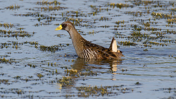 Sora (Porzana carolina)