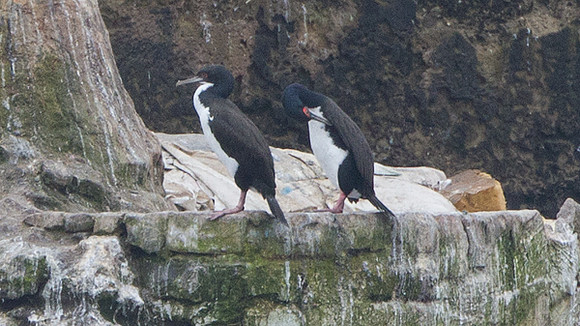 Guanay Cormorant (Phalacrocorax bougainvillii)