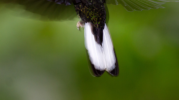 Collared Inca (Coeligena torquata)