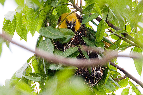 Orange Oriole (Icterus auratus) chick