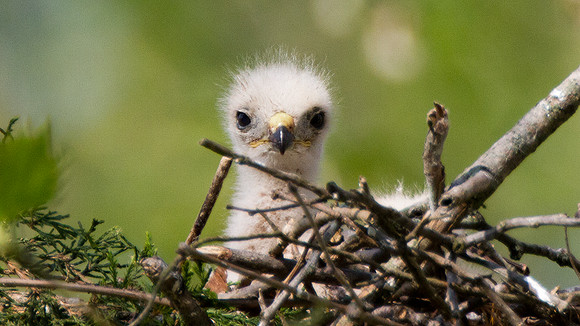 Red-shouldered Hawk chick (Buteo lineatus)