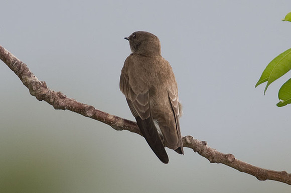 Northern Rough-winged Swallow (Stelgidopteryx serripennis)