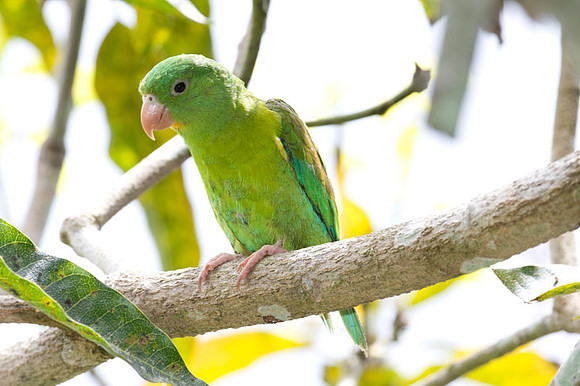 Orange-chinned Parakeet (Brotogeris jugularis) also known as Tovi Parakeet