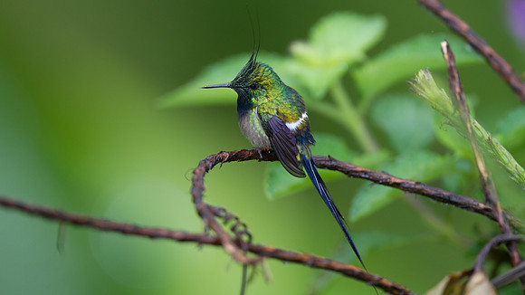 Wire-crested Thorntail (Discosura popelairii)