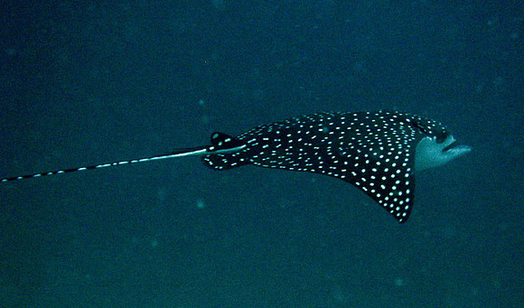 IMG_2173=eagleray