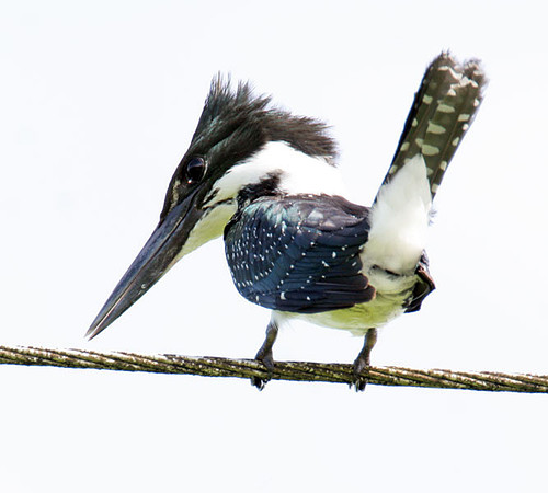 Amazon Kingfisher (Chloroceryle amazona)