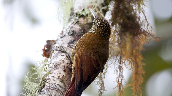 Montane Woodcreeper (Lepidocolaptes lacrymiger)