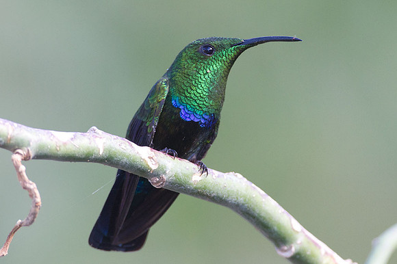 Green-throated Carib (Eulampis holosericeus)