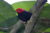 Red-capped Manakin (Pipra mentalis) male