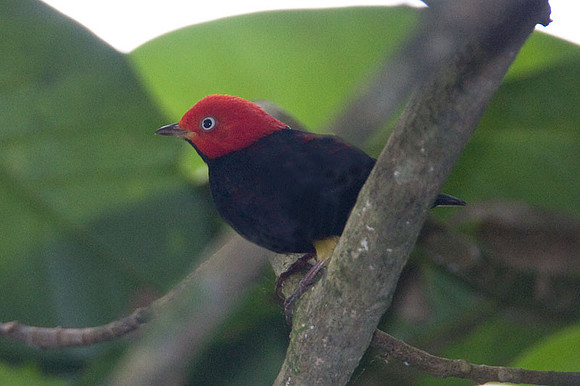 Red-capped Manakin (Pipra mentalis) male