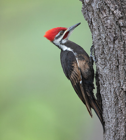 Pileated woodpecker (Dryocopus pileatus) Male