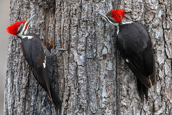 Male Pileated Woodpecker (left) and Female Pileated Woodpecker (right)