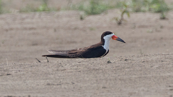 Black Skimmer (Rynchops niger)