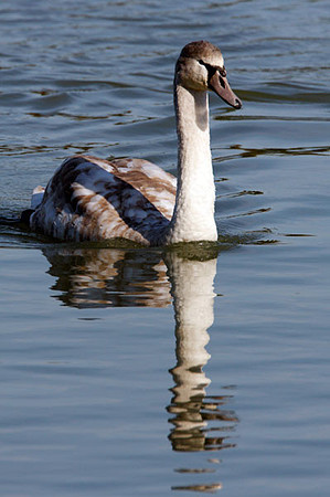 Mute Swan (Cygnus olor) juvenile