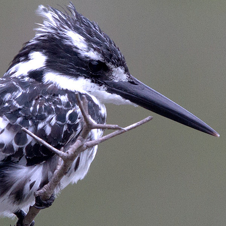 Pied Kingfisher (Ceryle rudis)