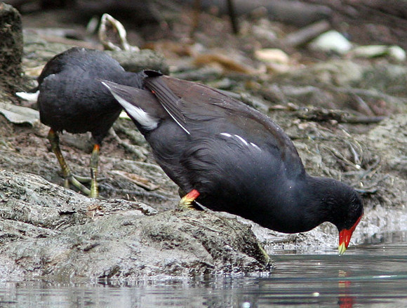 Common Moorhen (Gallinula chloropus) also known as Common Gallinule