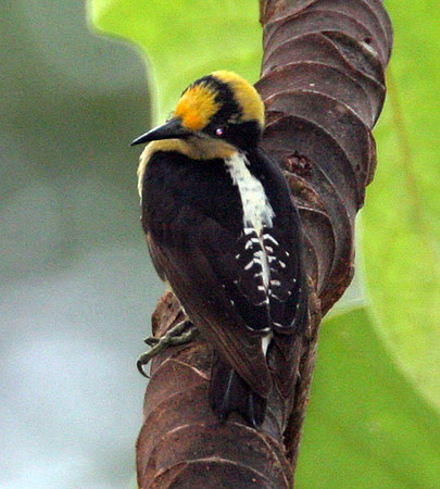 Golden-naped Woodpecker (Melanerpes chrysauchen)