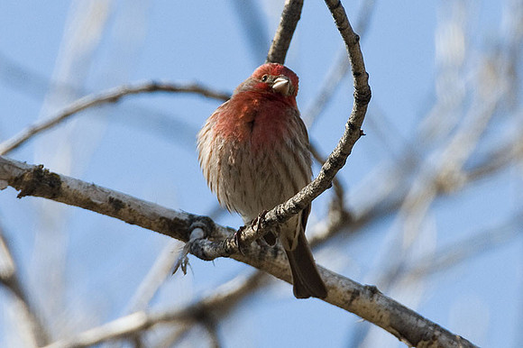 House Finch (Carpodacus mexicanus) male