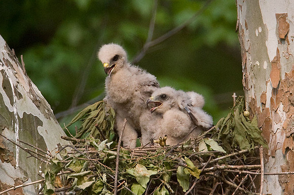Red-shouldered Hawk (Buteo lineatus) juvenile