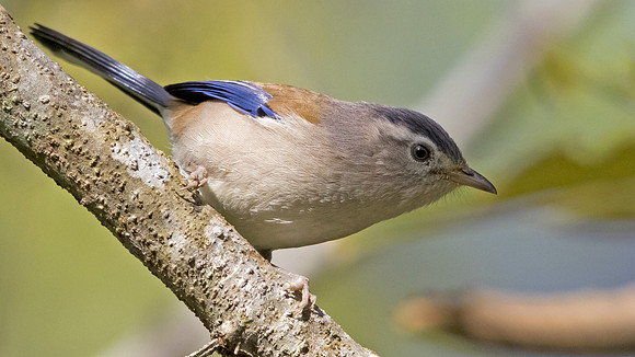 Blue-winged minla (Minla cyanouroptera)