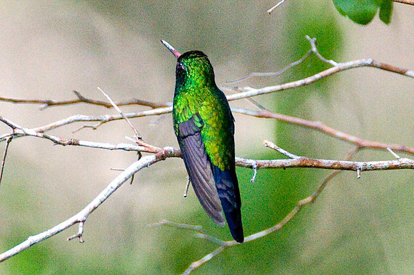 Canivet's Emerald (Chlorostilbon canivetii)