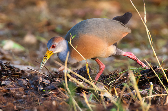 Gray-necked Wood-Rail (Aramides cajanea)