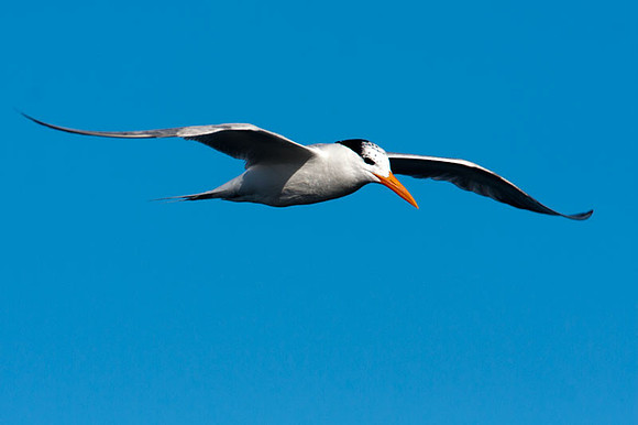 Caspian Tern (Hydroprogne caspia)