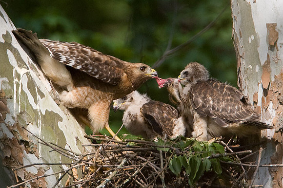 Red-shouldered Hawk (Buteo lineatus) adult and juvenile